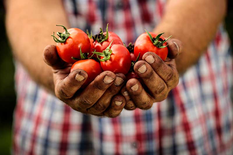 Hands with dirt and tomatoes