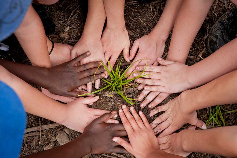 Childrens hands in circle around plant